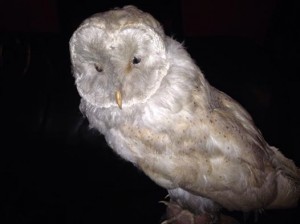 white-owl